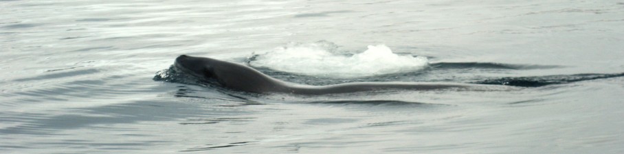 zwemmend zeeluipaard